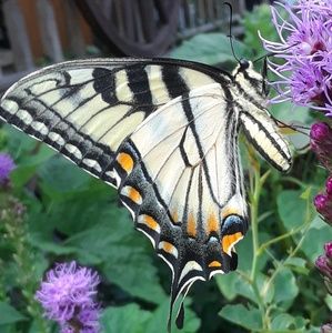 Meet your Posher, Rose